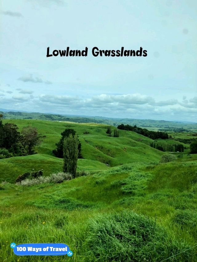 🇳🇿 Grasslands in New Zealand's North Island