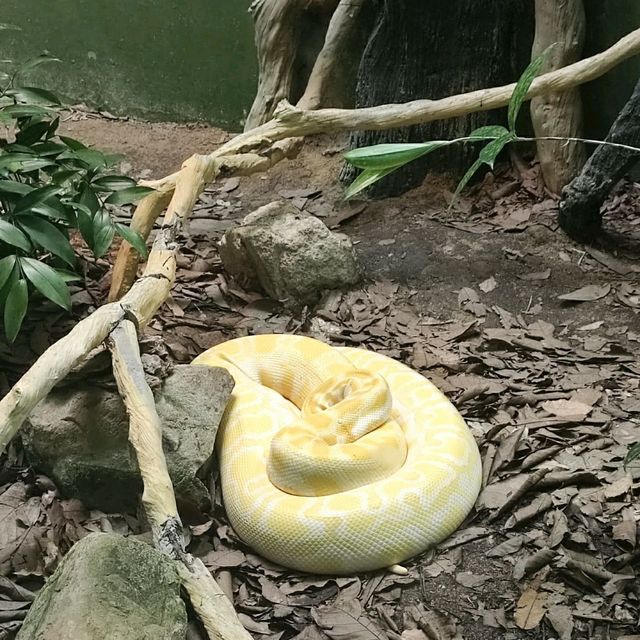 Relaxing Walk thru Animal Jungle at Zoo Negara