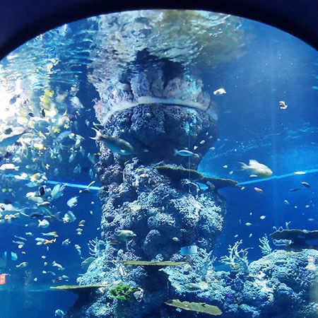 Exploring 🇸🇬 Singapore's Largest S.E.A. Aquarium