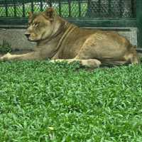 廣州動物園