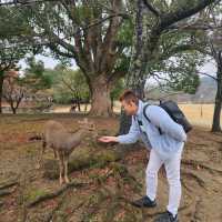 Winter Wanderlust: A 7-Day Journey Through Osaka, Kyoto, and Nara