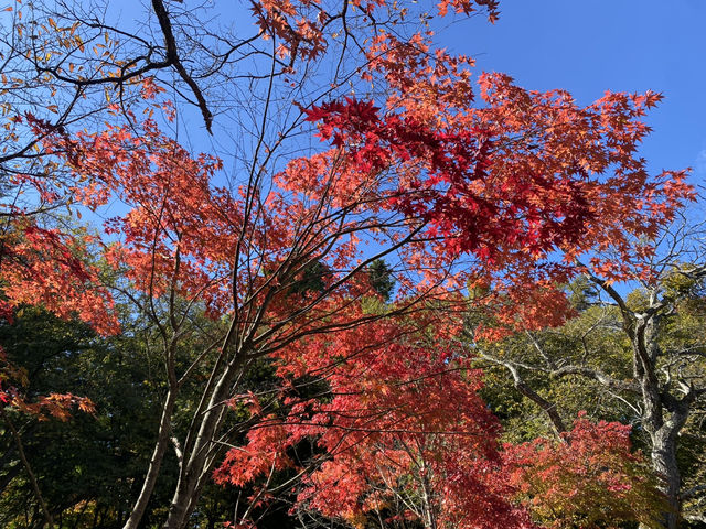 輕井澤雲場池🍁