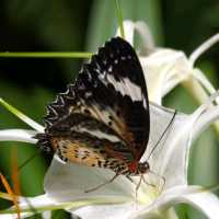 Indoor Park Filled with Butterflies in Penang 