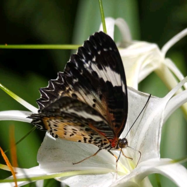 Indoor Park Filled with Butterflies in Penang 