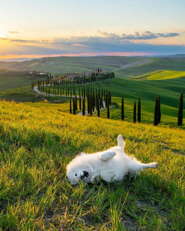 🌸 Let the scenery and the adorable samoyeds take your breath away.