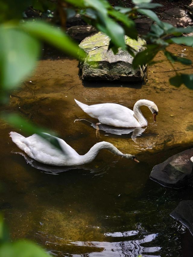 廣州動物園暢玩秘籍來啦