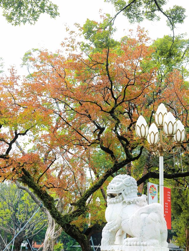 廣州人民公園的楓樹紅了，出門拾秋去