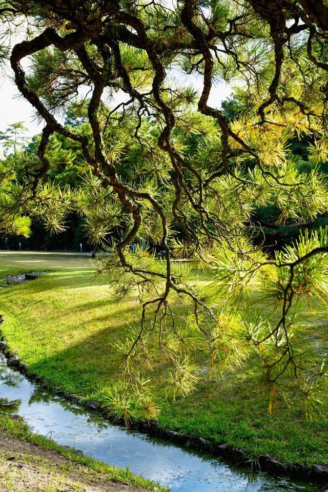 秋韻松風｜漫步栗林公園的紅葉下