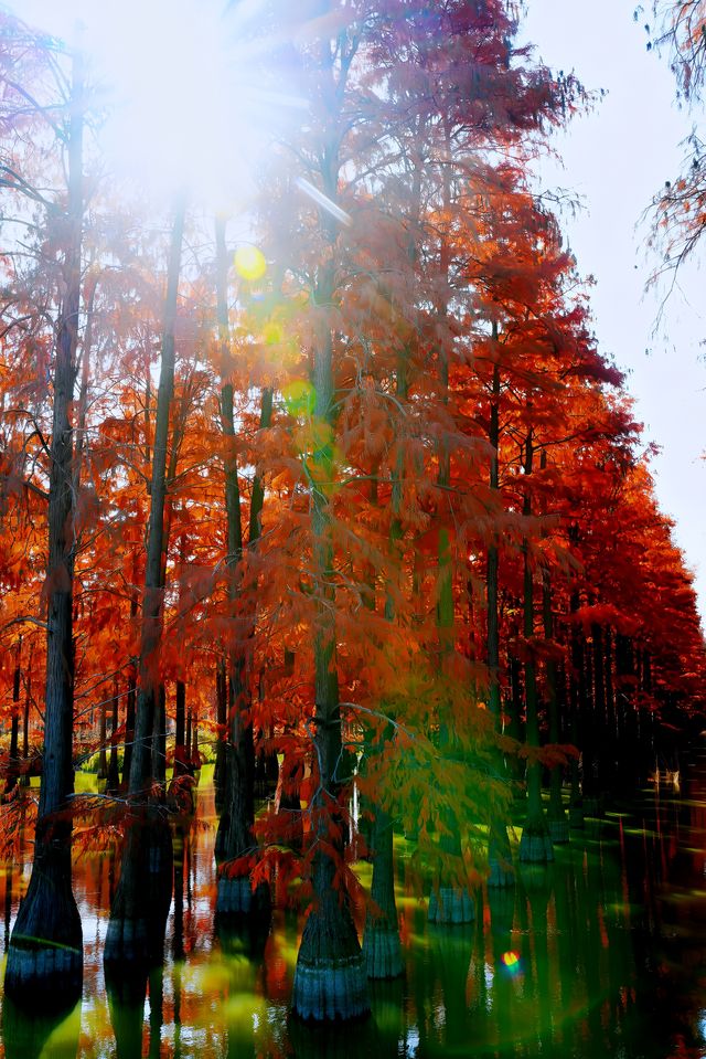 漲渡湖的層林盡染映紅杉