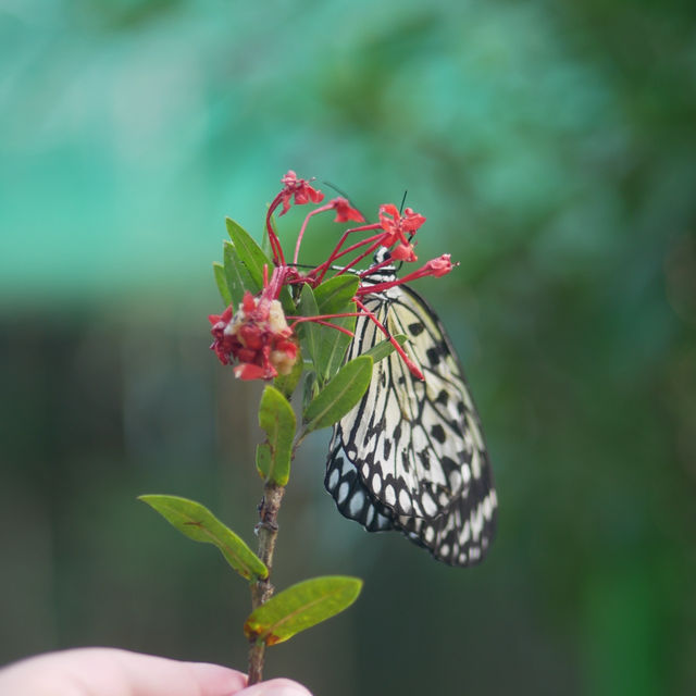 Bohol: Nature’s Paradise in the Philippines