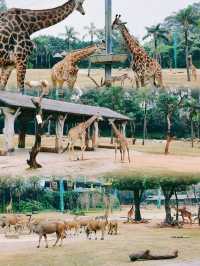 廣州長隆動物園超強攻略