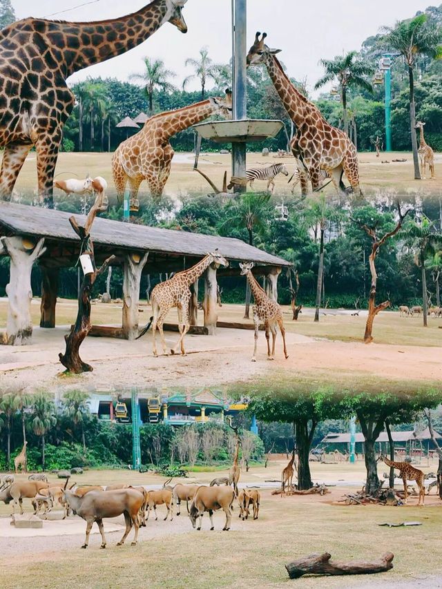 廣州長隆動物園超強攻略