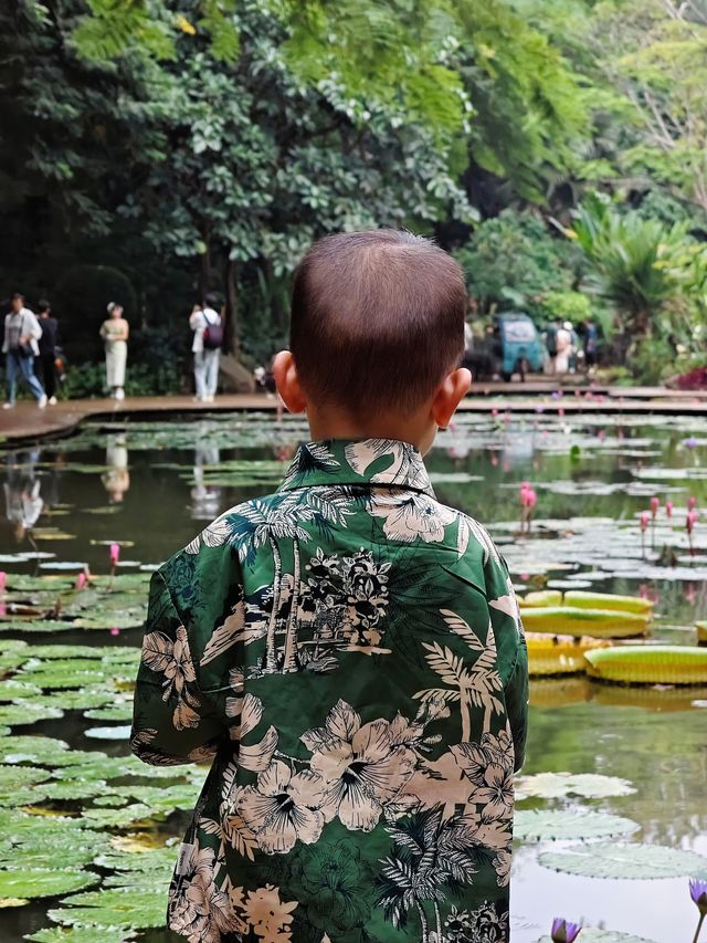 在版納！一天玩遍曼聽公園和總佛寺！附攻略