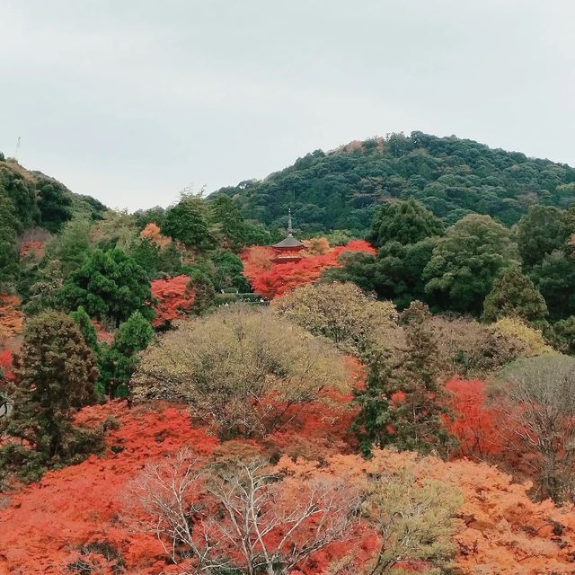 Kiyomizu-dera temple in Kyoto 🇯🇵