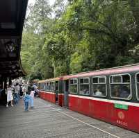 阿里山神木線