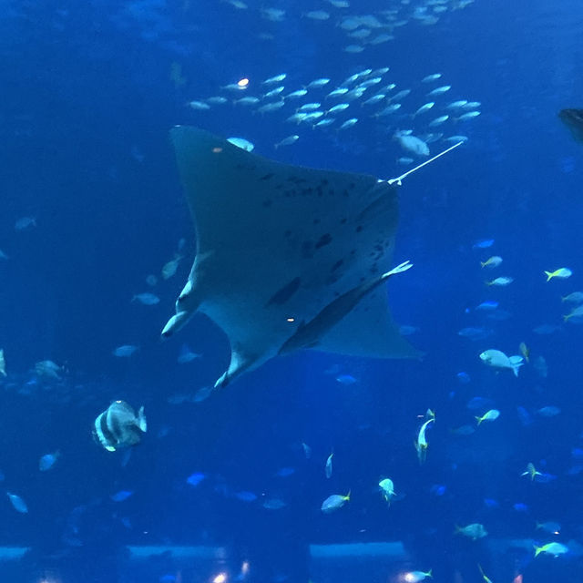 Amazing aquarium in Singapore 🇸🇬 