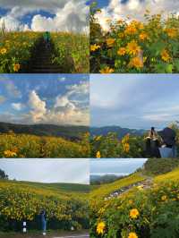 ทุ่งดอกบัวตอง | แม่ฮ่องสอน ⛰️🌼🌿🌳