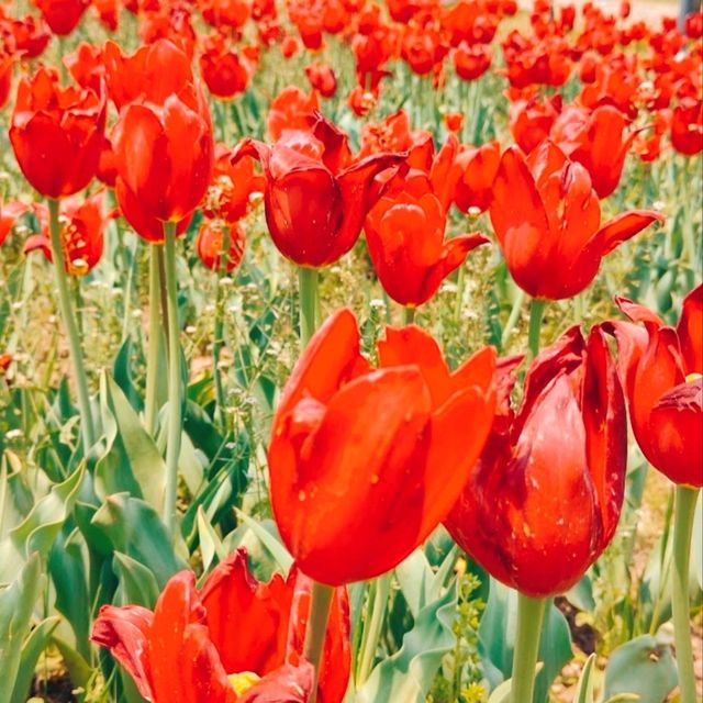 MESMERISING VIEW OF 73 VARIETIES OF TULIPS.