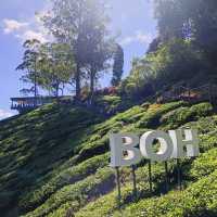 A Refreshing Day at Cameron Highlands' BOH Tea Garden