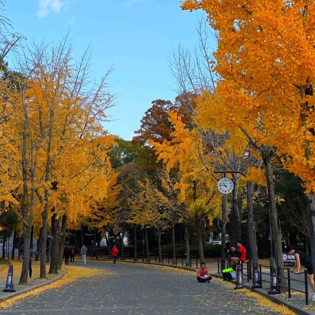 Osaka Castle in Autumn 🏰