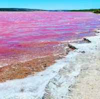 Pink Perfection: A Magical Encounter at Hutt Lagoon