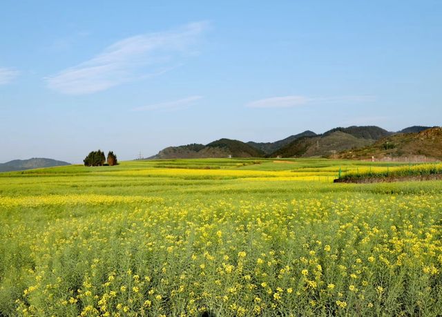 雲南羅平油菜花旅遊攻略（二）