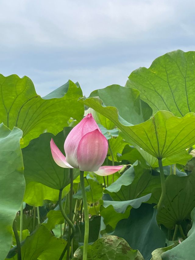 上海青西郊野公園｜上海避暑的水上自然園與綠野仙蹤