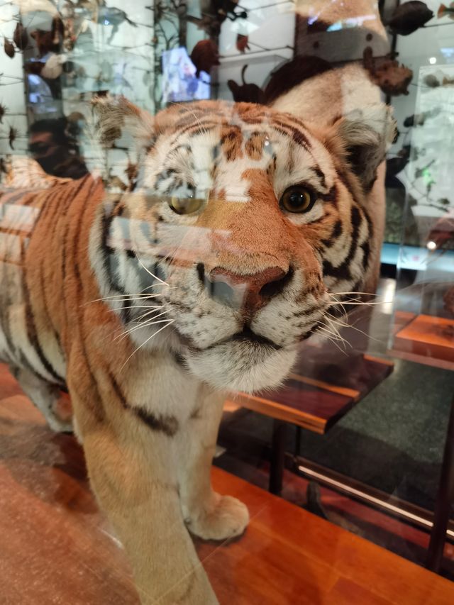 《博物館奇妙夜》原型，不可錯過的寶藏博物館。