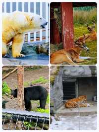 阿拉斯加野生動物園：原始生態的樂園。