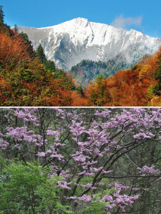 探秘歷史韻味的寶藏小城｜廣元青川旅遊攻略