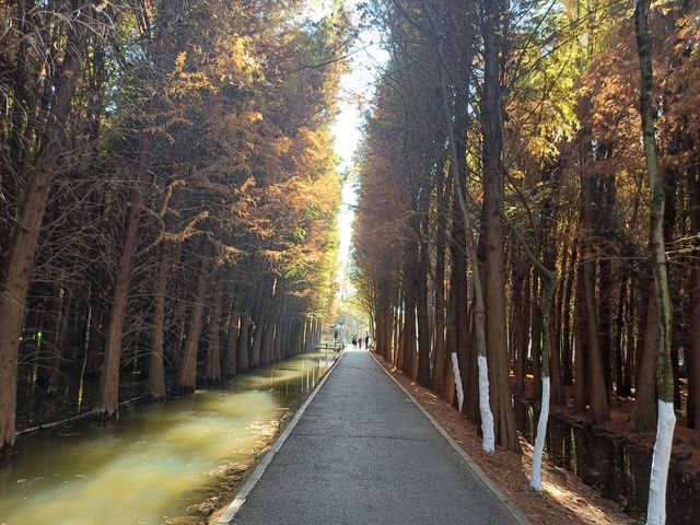 撈魚河公園——樹和鳥的樂土