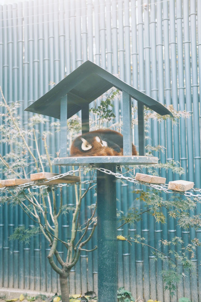 香山、碧雲寺與北京動物園一日遊