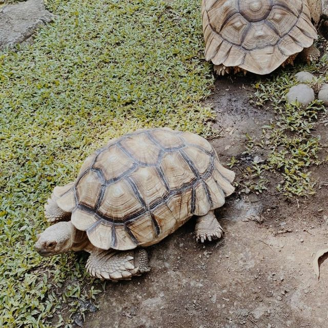 Lembang Park & Zoo, Bandung