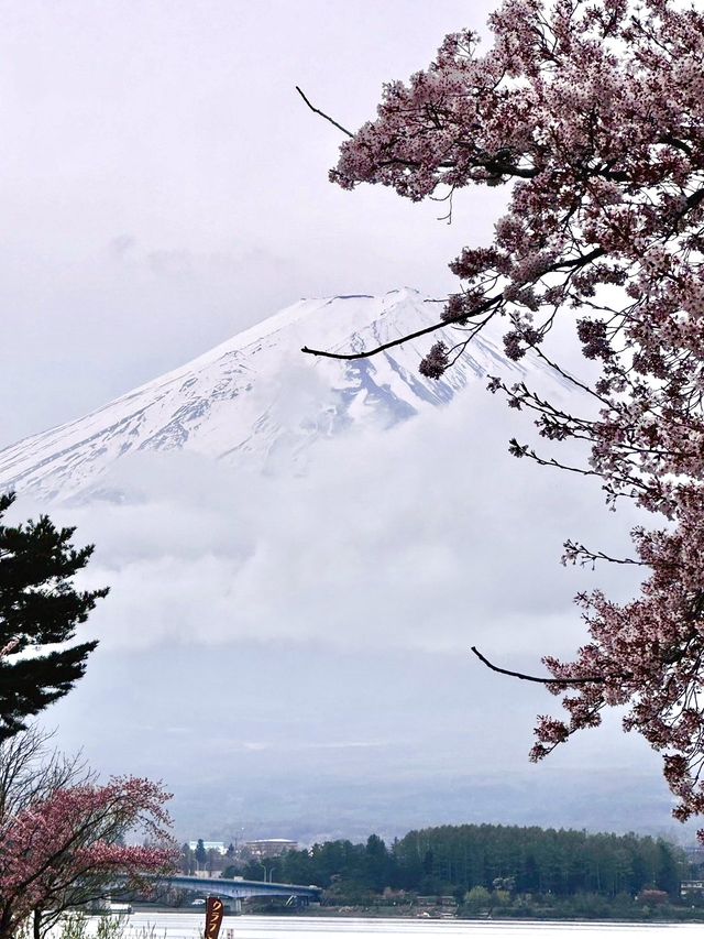 【河口湖畔(北岸)の桜/山梨県】河口湖×富士山×桜