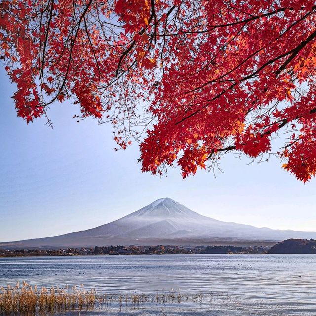 【河口湖】河口湖の紅葉