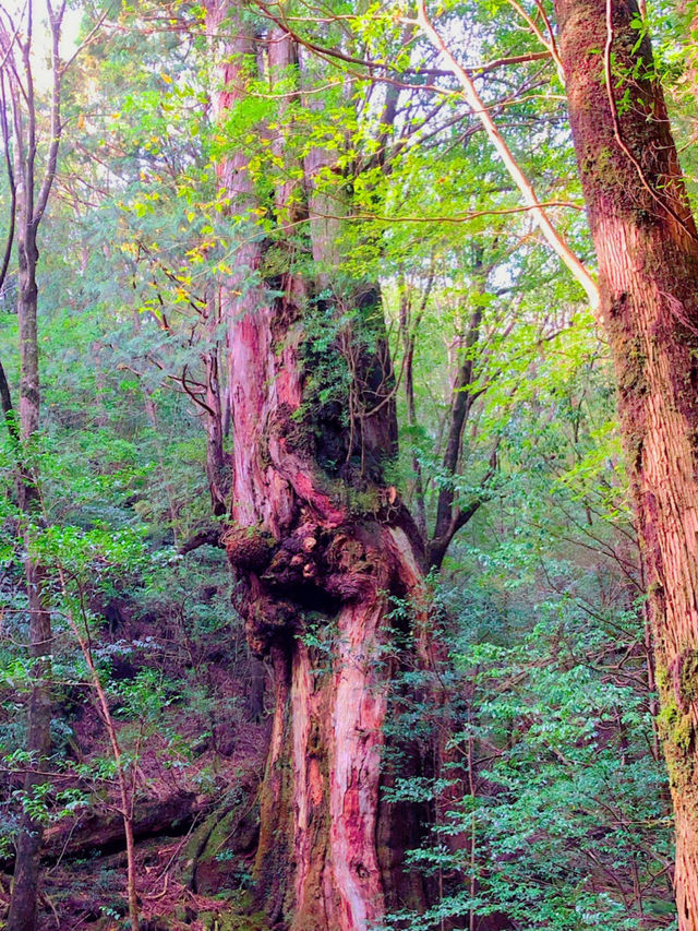 一度は行きたい世界遺産🌲屋久島🌲