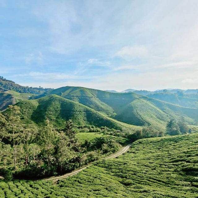 Nature’s Brew: The Scenic Wonders of BOH Tea Plantation