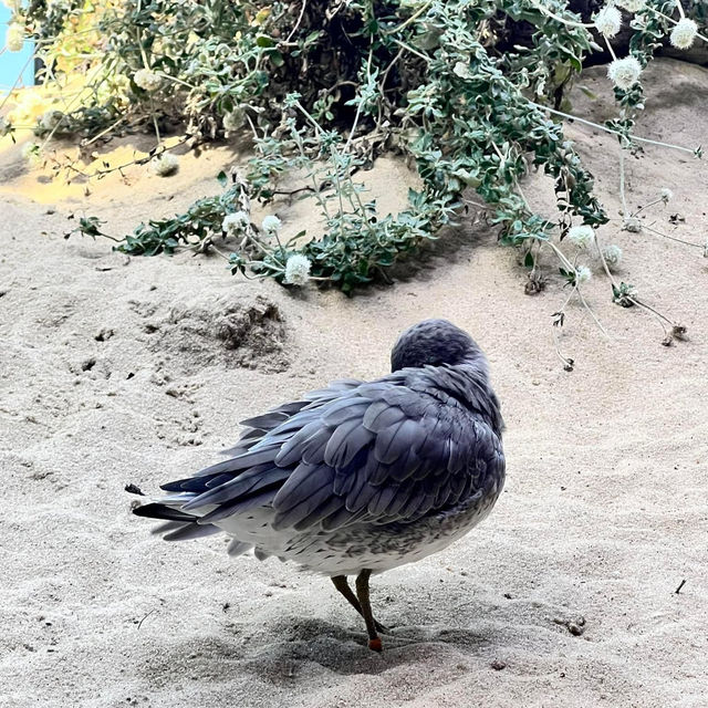 California’s Marine Marvel