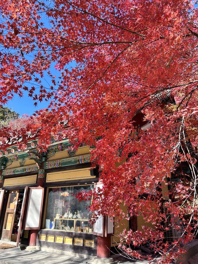 🇰🇷慶洲✈️世界文化遺產「佛國寺불국사」🍁