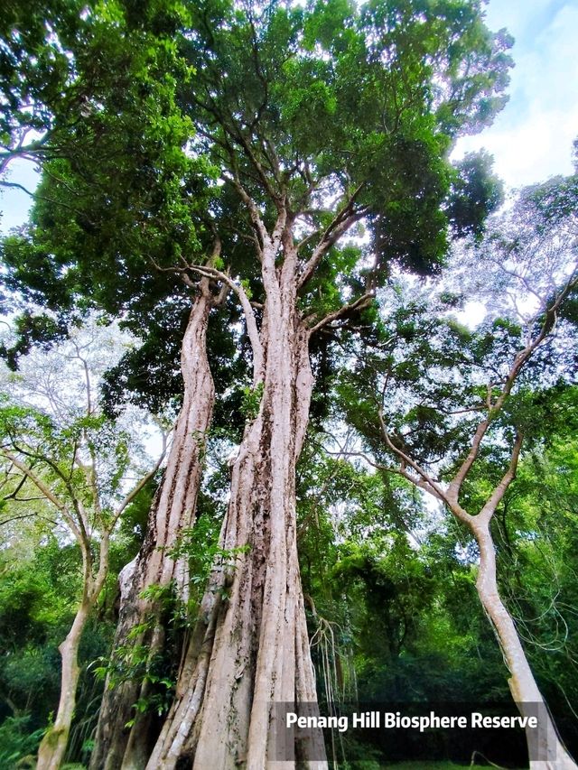 Exploring the Penang Hill Biosphere Reserve