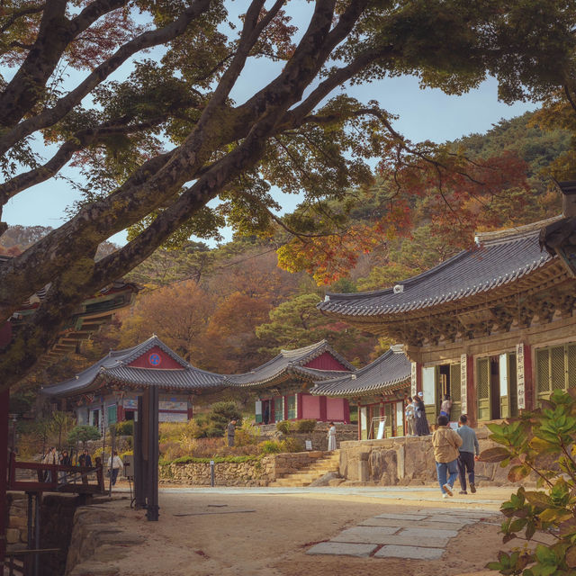 인천 가을 여행지중 세 손가락안에 드는 역대급 단풍”전등사”