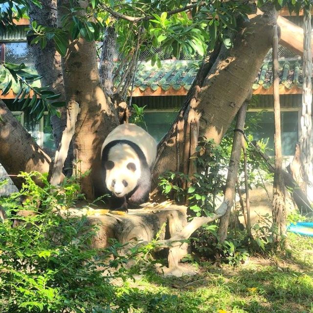 Guangzhou Zoo