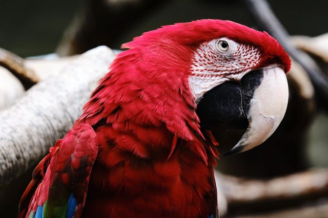 中央公園動物園