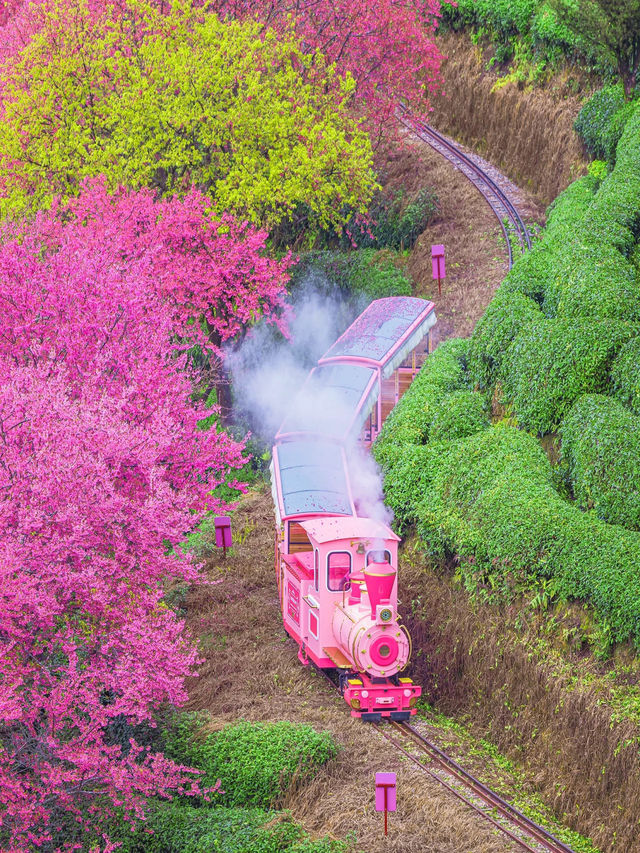 三月春花盛放，跟隨這5個絕美旅行地，感受人間仙境！