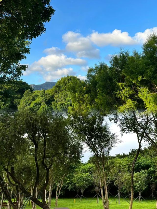 我宣布這是深圳公園的天花板！不要錢！！