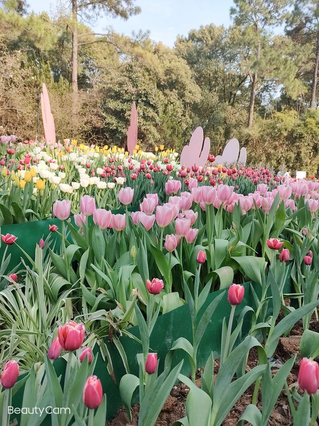 湖北武漢植物園。