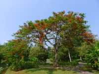 熱帶植物園·百花園——花的海洋。