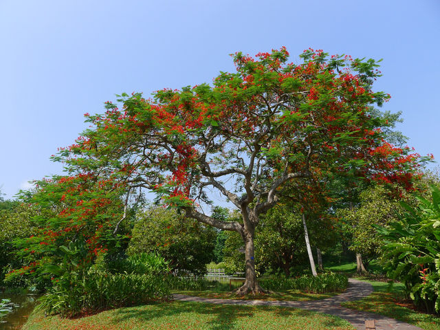 熱帶植物園·百花園——花的海洋。