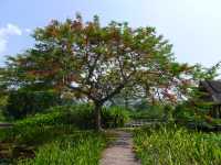 熱帶植物園·百花園——花的海洋。