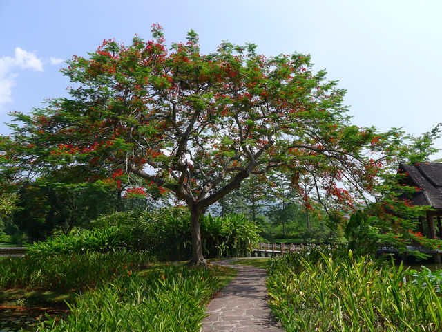 熱帶植物園·百花園——花的海洋。